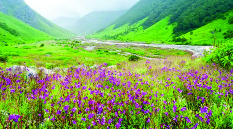 Valley Of Flowers